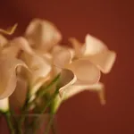 Graca 28